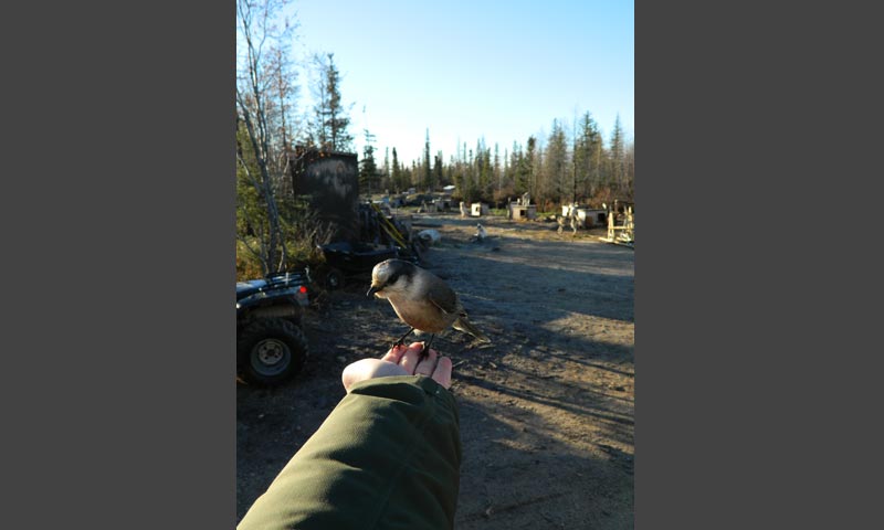 A friendly gray jay (or camp robber) at the musher camp.