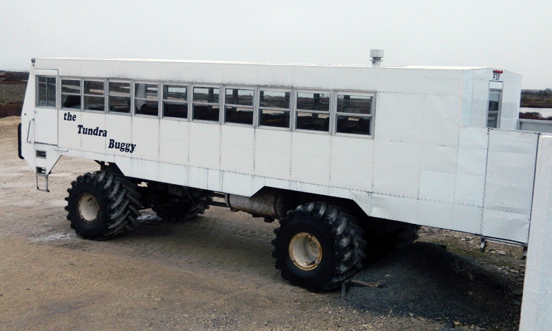 Tour groups ride on Tundra Buggies, custom-made buses for intimate polar bear viewing.