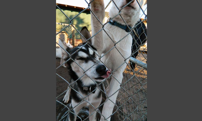Sled dog puppies at a mushers camp on the outskirts of Churchill. 