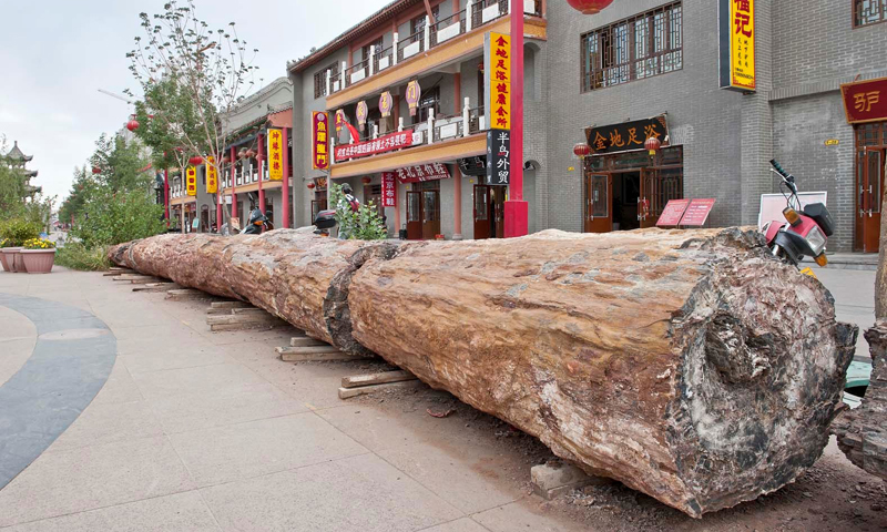 Giant petrified trees line a street in Qitai County, Xinjiang, China