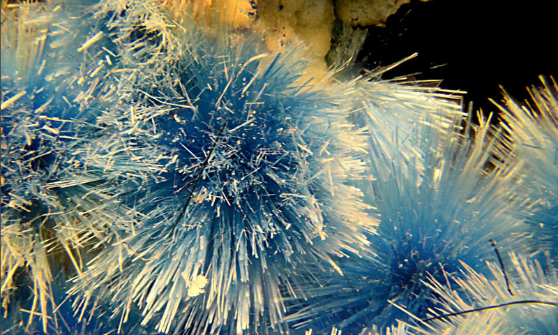 Cyanotrichite from the Willis micromount collection. (© DMNS/Richard J. Cook)