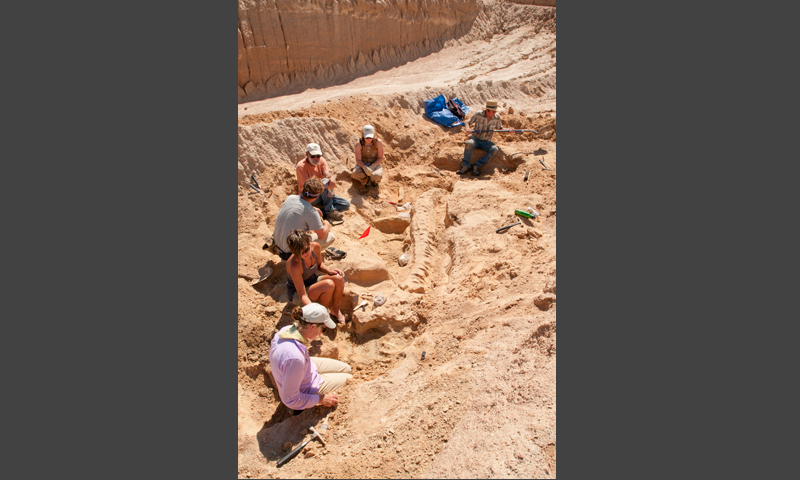A Museum team works to excavate the Stegomastodon vertebrae.