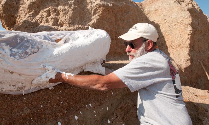 Dr. Richard Stucky prepares a plaster jacket to safely transport the bones to the Museum. 