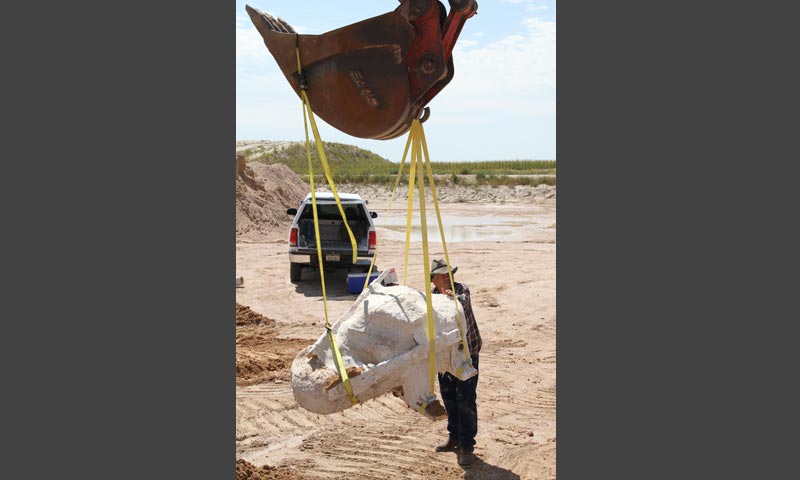 The heavy plaster jacket of the Stegomastodon skull is loaded up with the help of Randy Weis guiding the backhoe excavator operated by Don Marr.