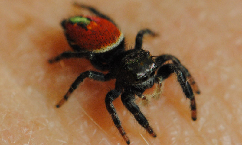 Neffi, a Johnson jumping spider, before she entered the habitat. (© BioServe)