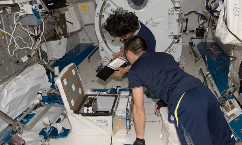 Astronauts Sunita Williams and Akihiko Hoshide examine the spiders in their habitat on the board the International Space Station. (© NASA)